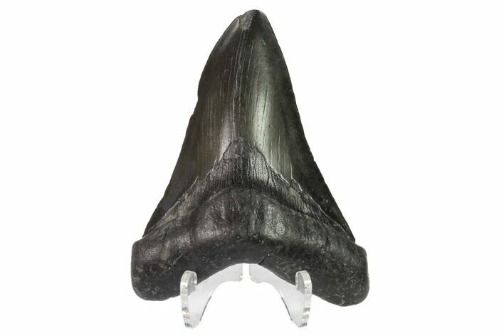 Fossil Megalodon Tooth - Georgia #144326